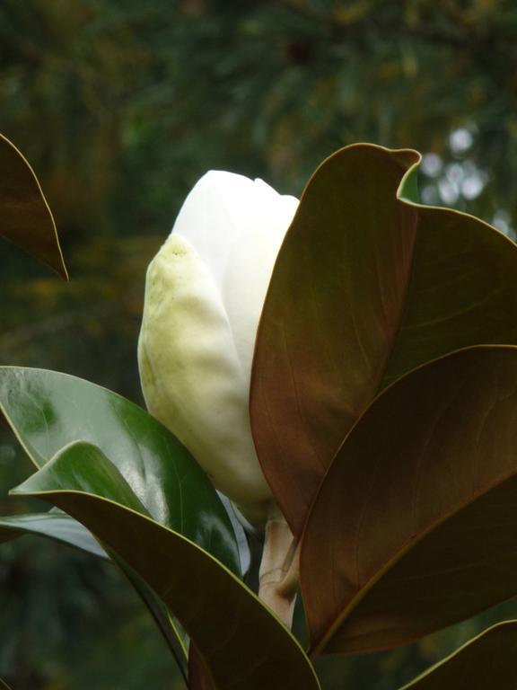 Magnolia Petal Bed & Breakfast Ganges Ngoại thất bức ảnh